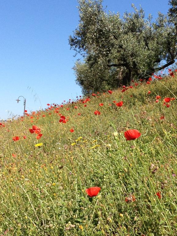 منزل الضيف تورجانو  في Il Poggio Delle Ginestre المظهر الخارجي الصورة